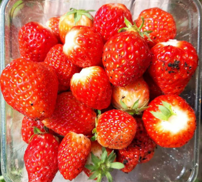 Erdbeeren aus dem Schulgarten